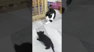 Let's Be Friends : A Resident Cat's Hopeful Watch Over a Kitten #shorts
