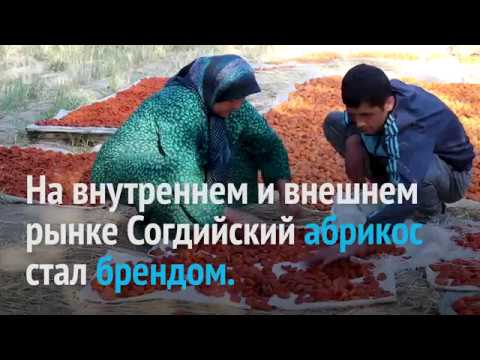 Почему в Исфаре на севере Таджикистана поставили памятник абрикосу?