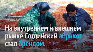 картинка: Почему в Исфаре на севере Таджикистана поставили памятник абрикосу?