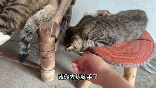 天冷了 猫科动物都不想动了 能叫去干活的一定是只勤快的猫咪