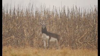 Sudamerican Outfitters Blackbuck Hunt - Caza De Antílope De La India