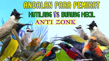 Suara Kutilang Kombinasi Burung Kecil Paling Ampuh