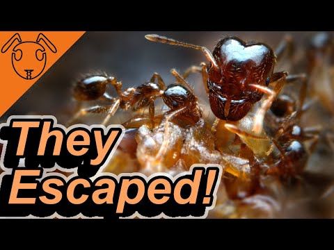 My Colony of 10'000 Ants ESCAPED!!!