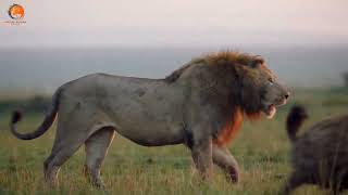 aslan vs sırtlan