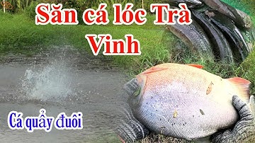 Hành trình săn cá lóc hugo tập 50