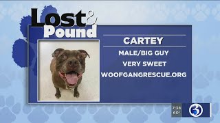 Lost and Pound: Woofgang Rescue 10/11