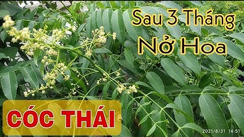 Bất Ngờ Cây Cóc Thái Trồng Trong Chậu Sau 3 Tháng Đã Nở Hoa