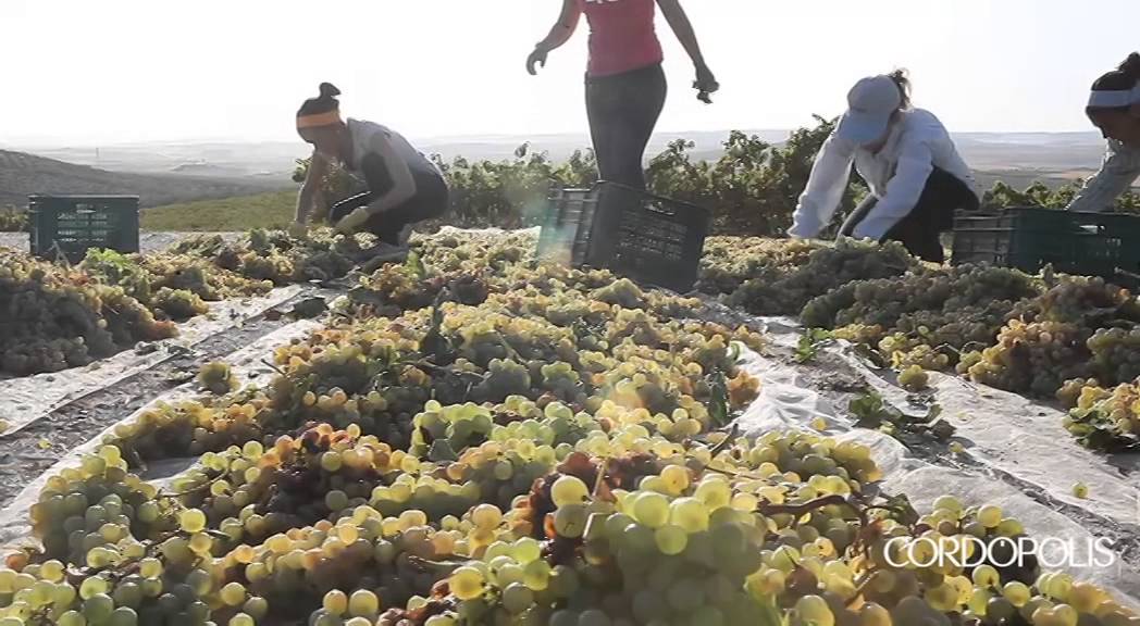Reportaje de como se elabora el vino Pedro Ximénez en Bodegas Robles