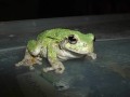 CUTEST TREE FROG PICTURES ... EVER