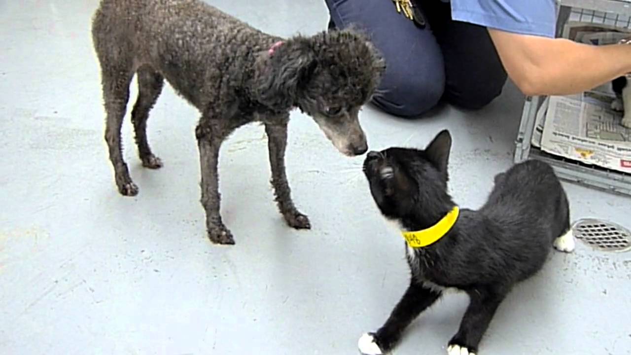 rescue dogs rock nyc Whitney A1132565 - Bound Angels Shelter Angel