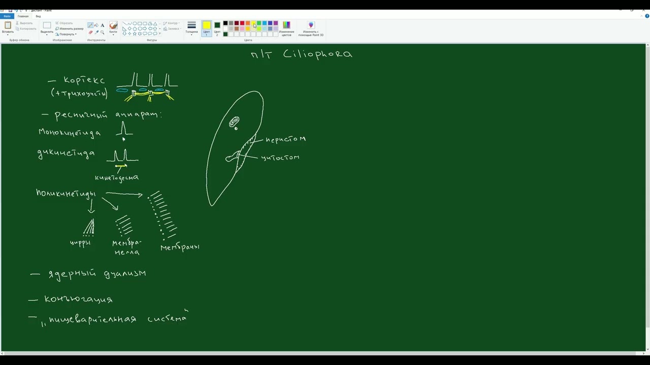 Лекция 5 Система Protista Часть 2