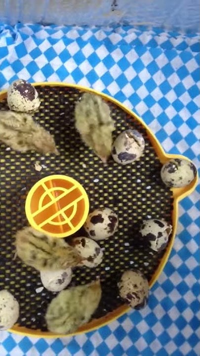 Baby quail leave the incubator - YouTube