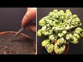 Tat soi growing time lapse - 48 days of growing