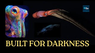 Deep-Sea Squid Are Even Weirder Than You Think - Here's Why
