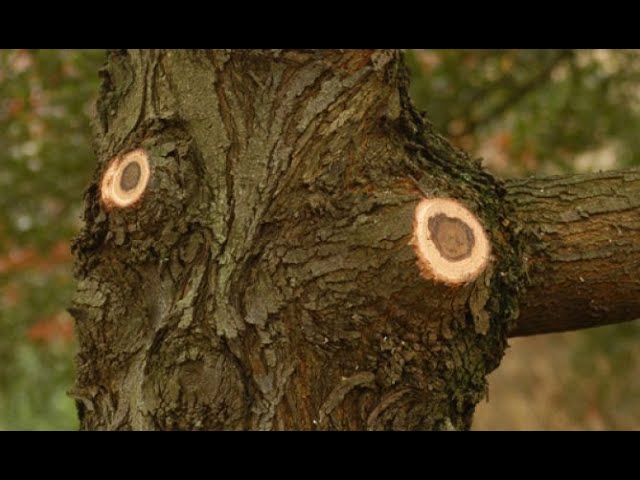 Cómo podar las ramas grandes de un árbol - Bricomanía - YouTube