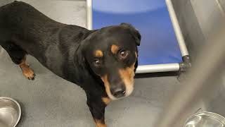 acs A686167