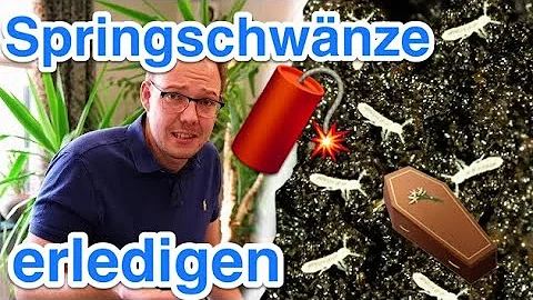 Wie sterben Springschwänze?