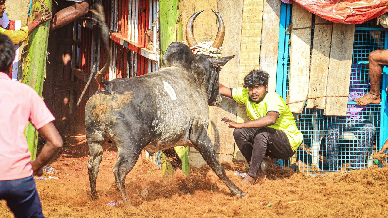 Avarampatti Jallikattu 2026 Videos 03 | ஆவாரம்பட்டி ஜல்லிக்கட்டு 2026 Videos 03