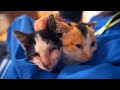 Abandoned Kitten Is Helping Her Blind Brother To Survive On The Streets | Episode 4