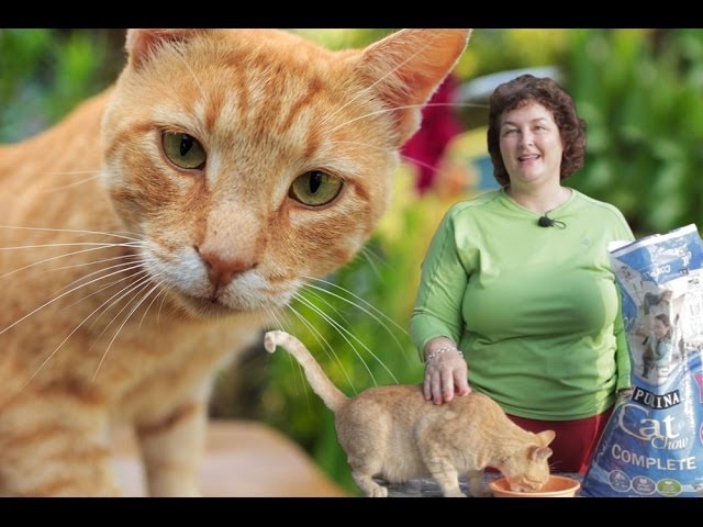 roundworm meds for cats