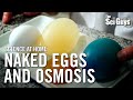 The Sci Guys: Science at Home - SE1 - EP14: The Naked Egg and Osmosis