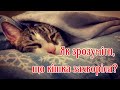 Як зрозуміти, що кішка захворіла  How to understand that a cat is sick