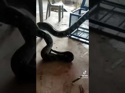 Serpente gigante! La cattura in Malesia