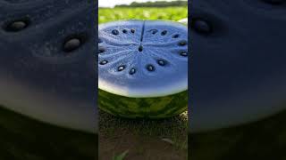 You Won't Believe These Watermelon Colors  Are Blue  Ones  Real?