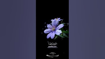 صباح الخير 💖اجمل حالات واتس اب مقاطع قصيره 💖 قران كريم سورة العنكبوت 💖 عبد الرحمن مسعد بدون حقوق