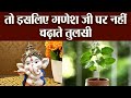 क्या आप जानते है गणेश पूजा में क्यों नहीं चढ़ाते तुलसी? इसके पीछे है एक कथा