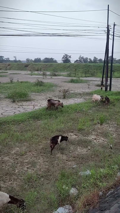 Angon kambing / #shorts #goat