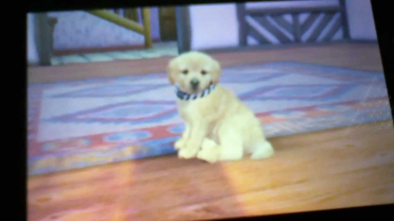 demo du jeu nintendogs + cats 3/3 - YouTube