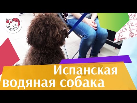 Испанская водяная собака на ilikepet. Особенности породы, уход