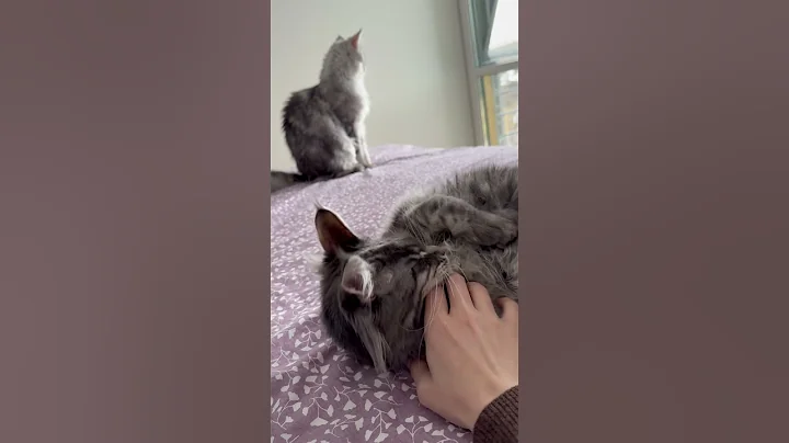 Video 7733111: maine coon purrs