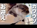 カワウソを新しい家族としてお迎えしたぃ。