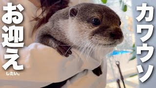 I want to welcome an otter into my family. - YouTube