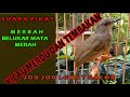 suara pikat dan pancingan merbah belukar mata merah olive-winged bulbul นกปรอดสีไพลใหญ่