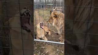 Don’t miss this Lion LIVE with Judson and Olivia  || The Wildcat Sanctuary