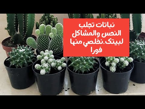 فيديو: أي الأشجار تعطي الطاقة وأيها يسلبها