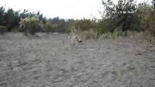 My pointer dog learning dove hunting My pointer dog learning dove hunting