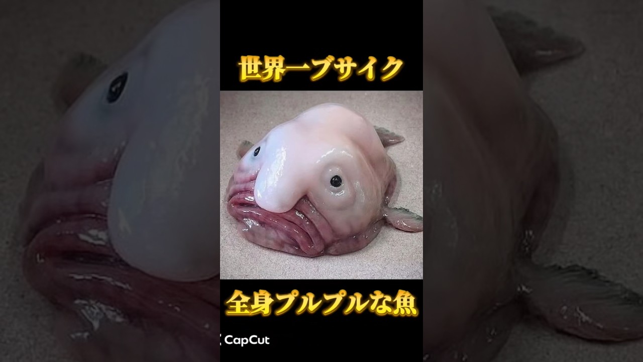 Ugly] The Truth About the Jiggly Blobfish #MarineLife #DeepSeaFish