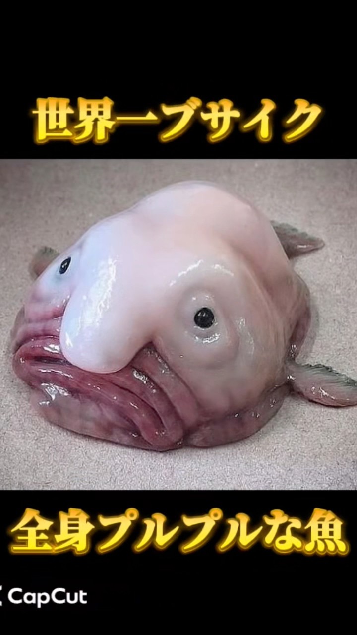 Ugly] The Truth About the Jiggly Blobfish #MarineLife #DeepSeaFish