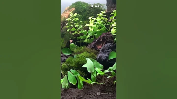 How Invasive Plants Change Wetlands