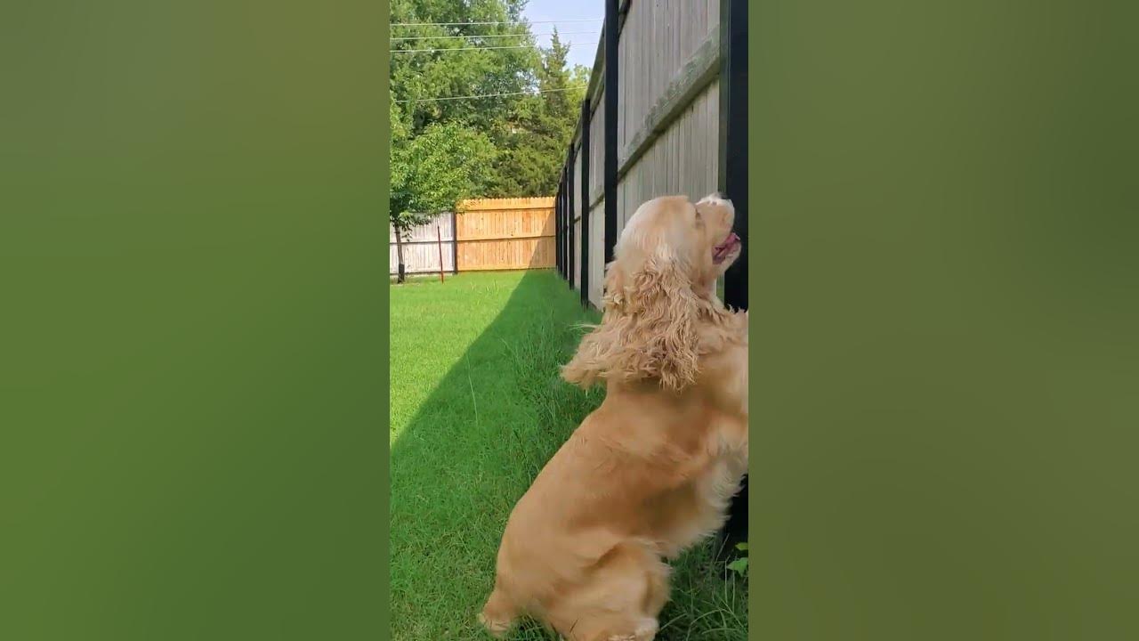 Nic hearing the neighbor's dog barking, he wants jumped out of the