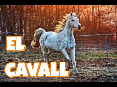 Vídeo: Salut Dels Peus Als Cavalls: Sabates De Cavall O Cavall Descalç