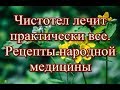 Чистотел лечит практически все -  Рецепты народной медицины