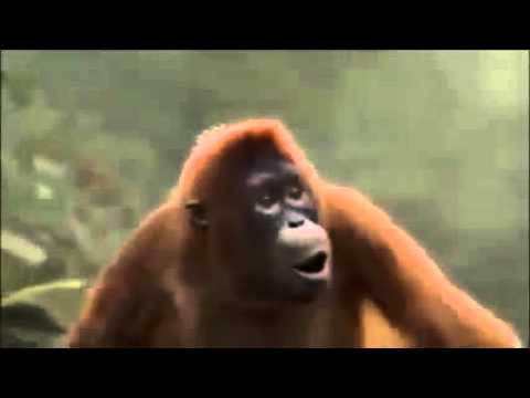 Amenakoi Hoch die Hnde - Wochenende