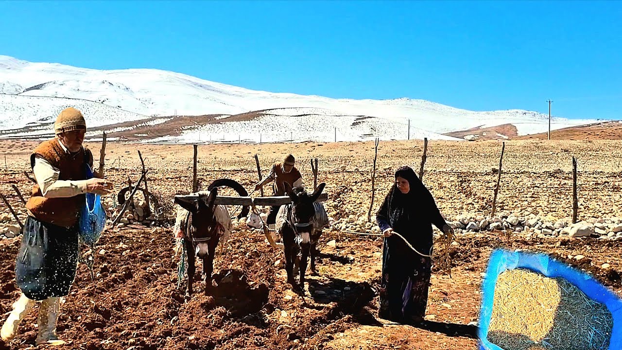 Real nomadic life |Plowing the land with a donkey and starting to plant wheat in the heart of nature