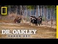 Treating a Muskox Is No Small Job | Dr. Oakley, Yukon Vet