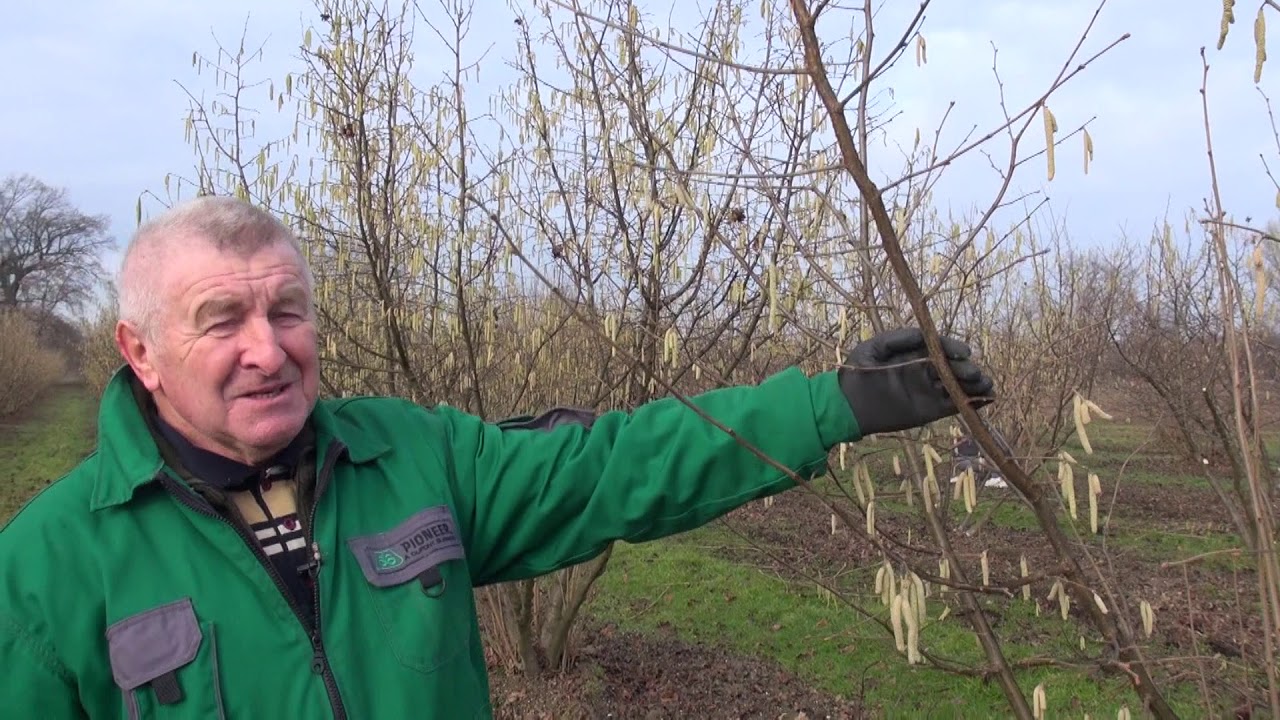 Kako orezivati lijesku? - Zlatno klasje 